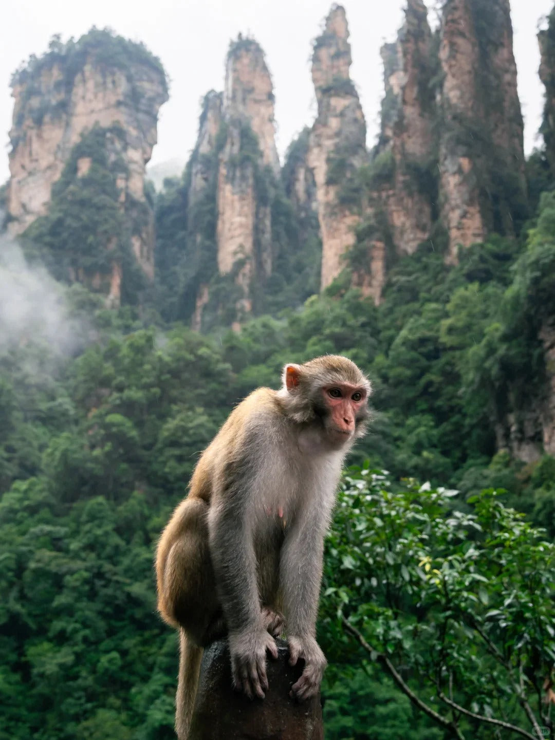 Golden Whip Stream & Huanglong Cave | Forest Valleys & Karst Wonders image 4