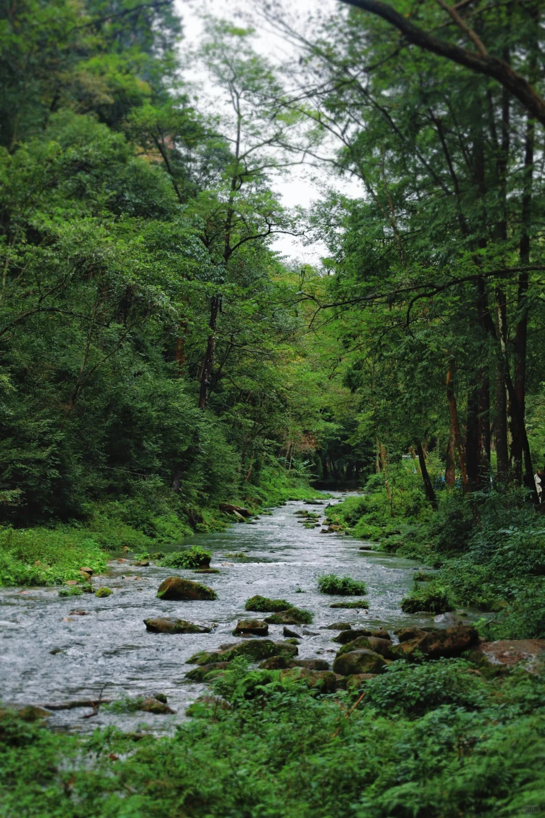 Zhangjiajie National Forest Park | Sunrise & Peak Forest Views image 4