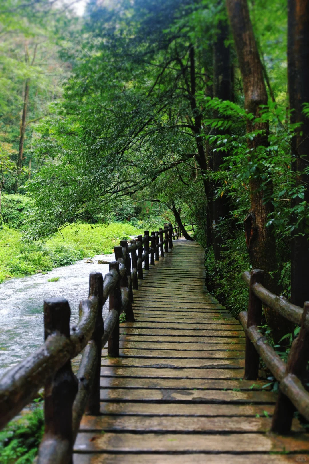 Zhangjiajie National Forest Park | Avatar Peaks & Mountain Stay  image 1