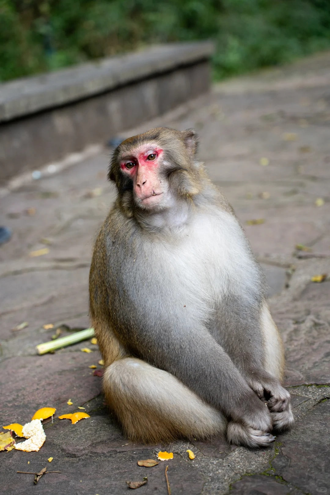 Changsha to Zhangjiajie: Forest Park & Avatar Mountains image 4