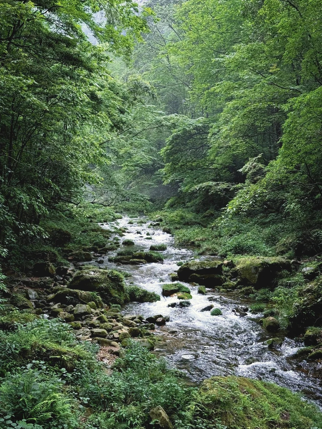 Zhangjiajie National Forest Park | Ancient Peaks & Forest Valleys image 5
