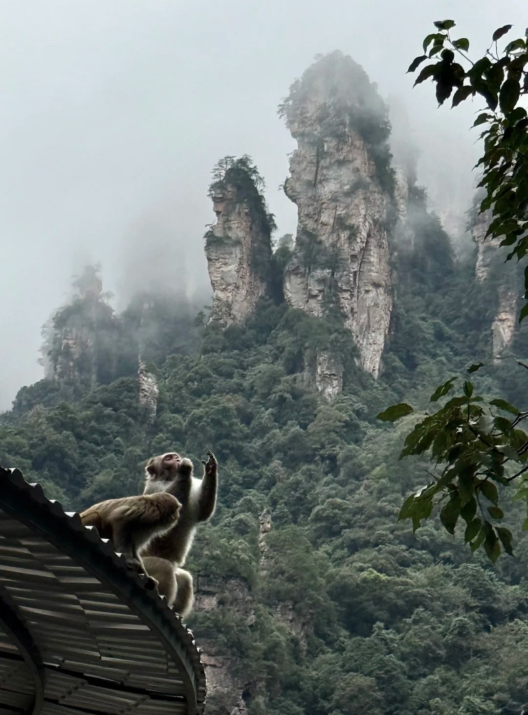 Zhangjiajie National Forest Park | Sunrise & Peak Forest Views image 5